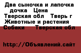 Два сыночка и лапочка-дочка › Цена ­ 6 000 - Тверская обл., Тверь г. Животные и растения » Собаки   . Тверская обл.